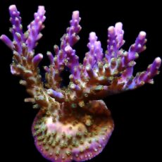 WYSIWYG 25F Magic Magenta Acropora Colony
