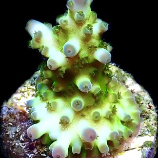 WYSIWYG 19G Violet Venom Acropora Frag