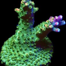 WYSIWYG 26H Bubblebath Unicorn Acropora Large