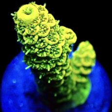 WYSIWYG 12H Sunset Millepora Frag