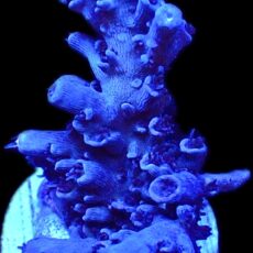 WYSIWYG 19H Blue Curacao Acropora
