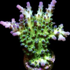 M.O.C. Violet Venom Acropora Frag