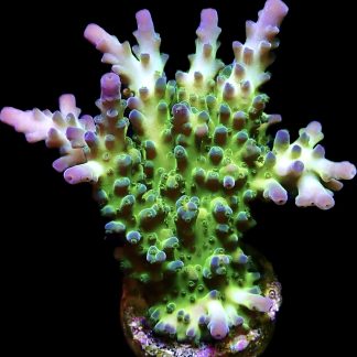 M.O.C. Violet Venom Acropora Frag