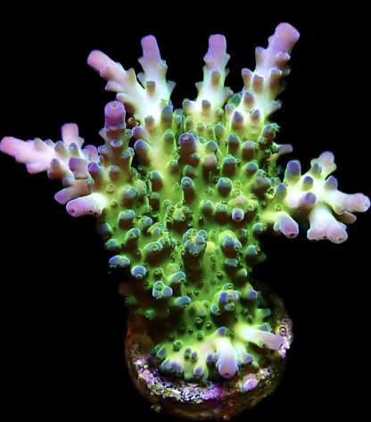 M.O.C. Violet Venom Acropora Frag