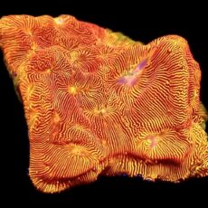 WYSIWYG 23A Sunblast Leptoseris Frag