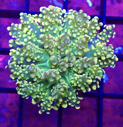 WYSIWYG T3 Orange / Lime Branching Octospawn