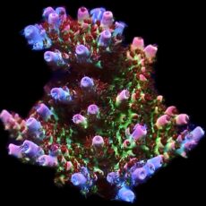 WYSIWYG 18F Ultra Bill Murray Acropora Frag Extra Large