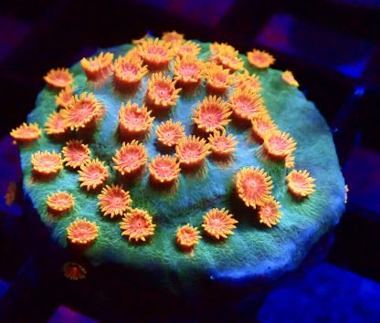 WYSIWYG 31E Cyphastrea Frag