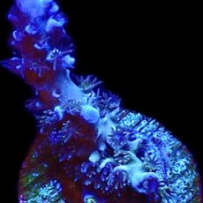 WYSIWYG 17G Blue Curacao Acropora