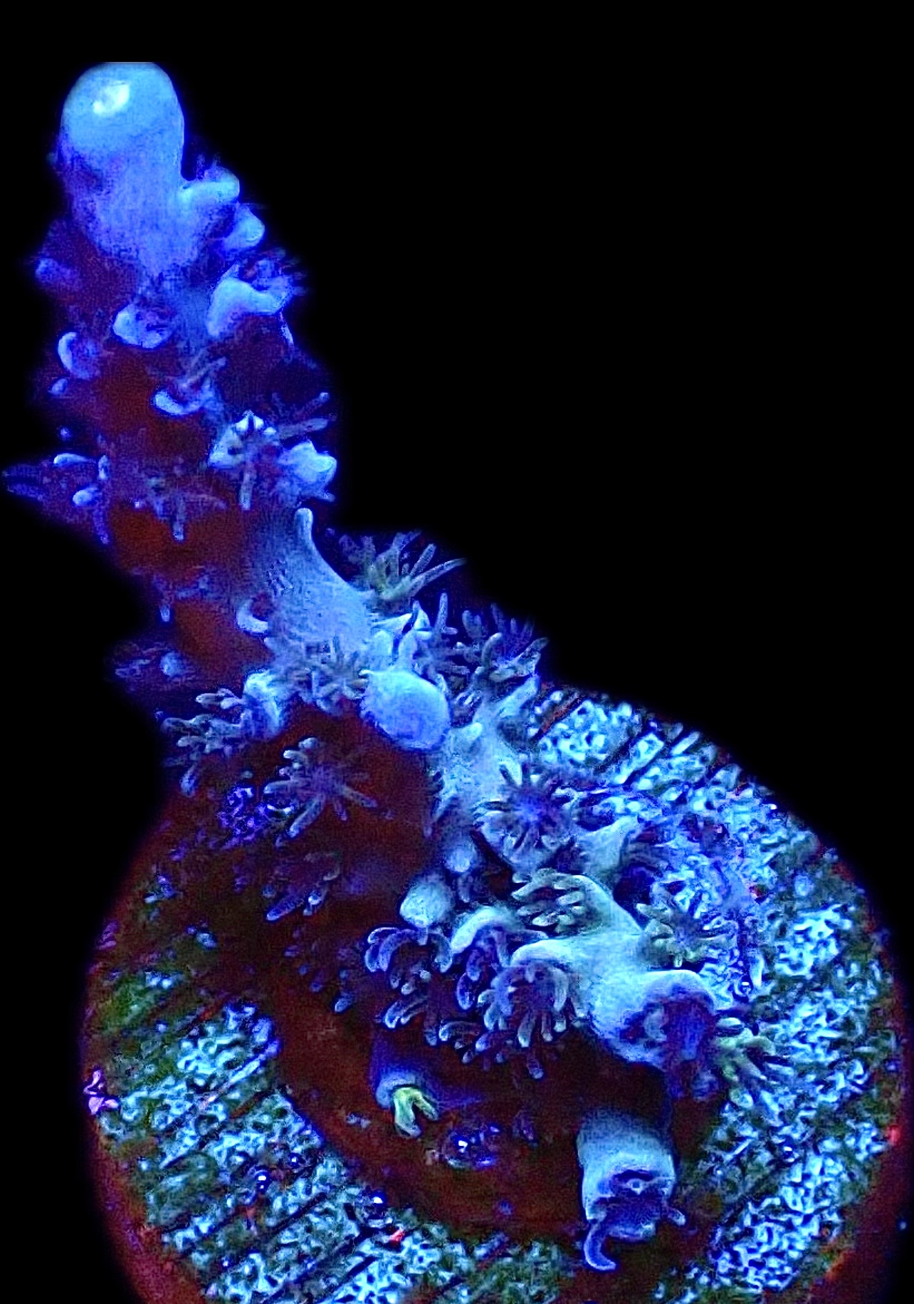 WYSIWYG 17G Blue Curacao Acropora