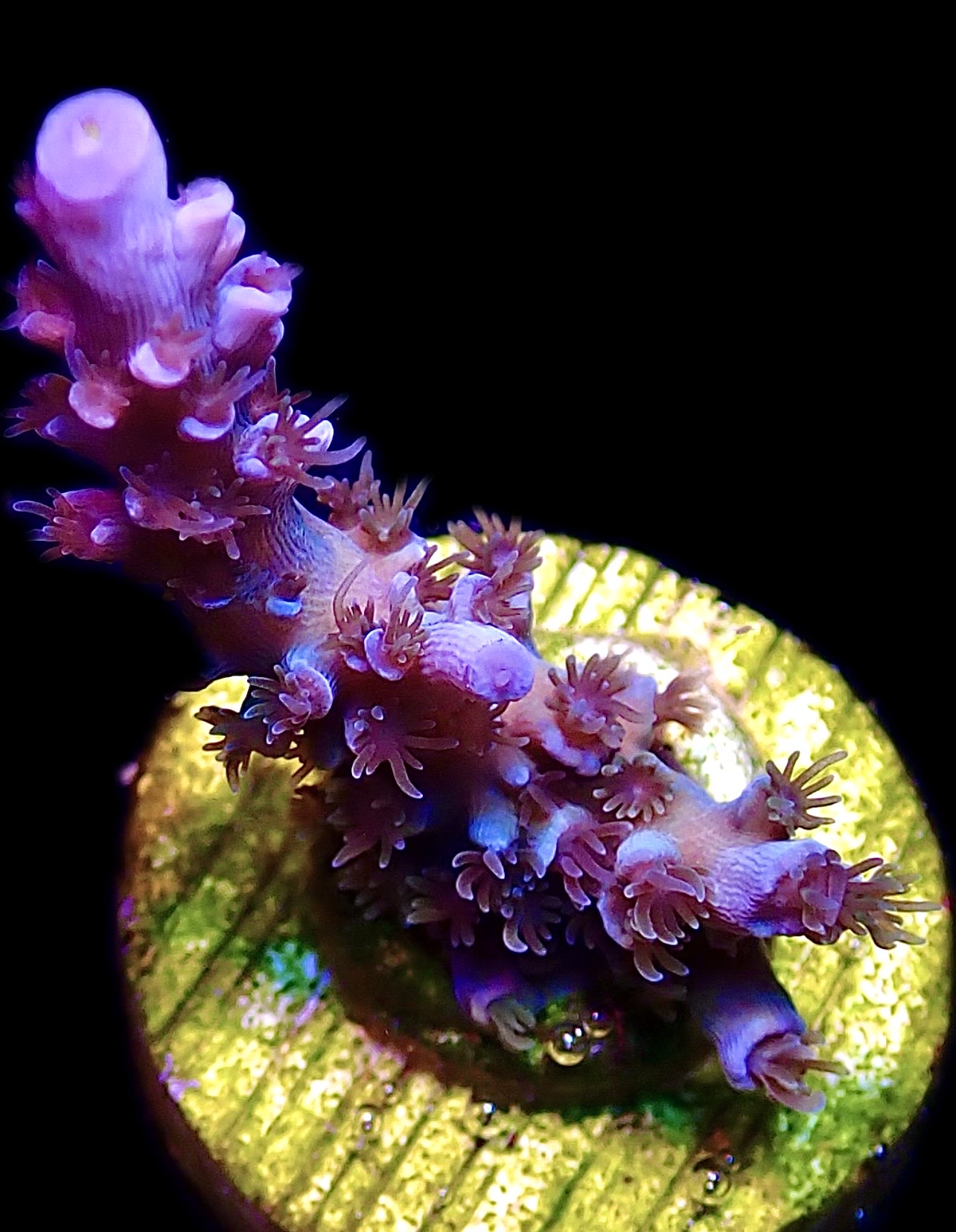 WYSIWYG 17G Blue Curacao Acropora - Image 2