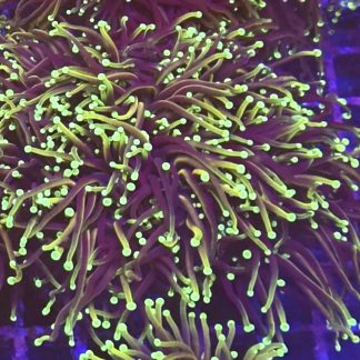 Gold / Purple Torch Euphyllia Triple Head
