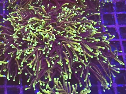 Gold / Purple Torch Euphyllia Triple Head