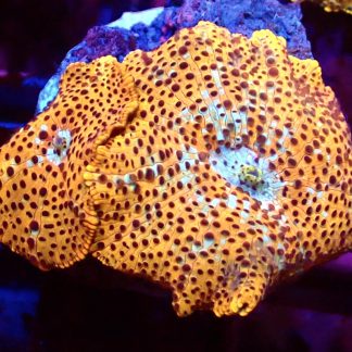 WYSIWYG A3 Ultra Golden Skittle Discosoma Mushroom Double Leaf