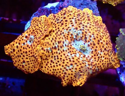 WYSIWYG A3 Ultra Golden Skittle Discosoma Mushroom Double Leaf