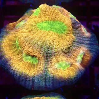 WYSIWYG A3 House Of Horror Chalice Frag Extra Large