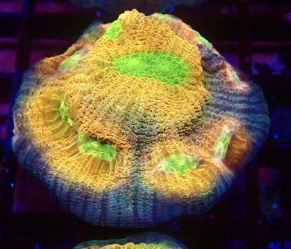 WYSIWYG A3 House Of Horror Chalice Frag Extra Large