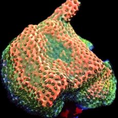 WYSIWYG 10F Strawberry And Lime Millepora Frag