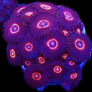 Red Eyed Zoanthid (12+ Polyps )