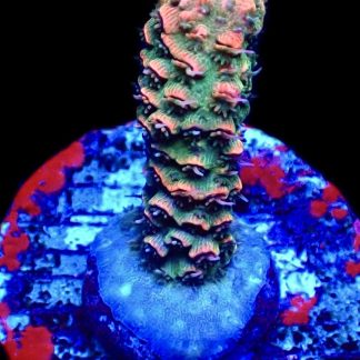 WYSIWYG 17F Strawberry And Lime Millepora Frag Small