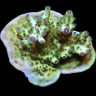 WYSIWYG 23E M.O.C Acropora Frag Large
