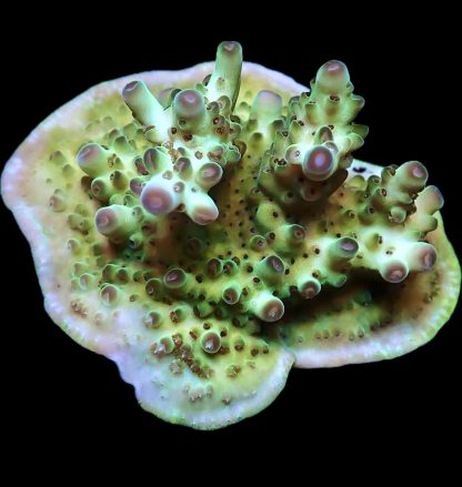 WYSIWYG 23E M.O.C Acropora Frag Large