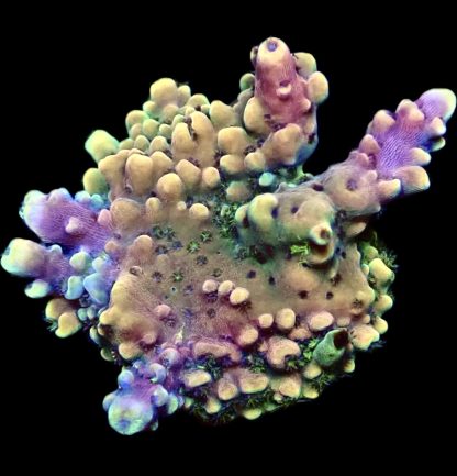WYSIWYG 22E Pink Cadillac Acropora