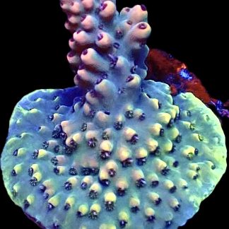 WYSIWYG 22D Acropora Bali Shortcake Frag