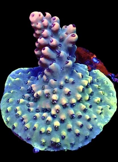 WYSIWYG 22D Acropora Bali Shortcake Frag