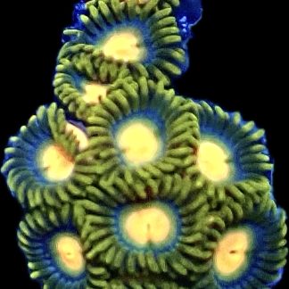 WYSIWYG Zoanthid Frag B5