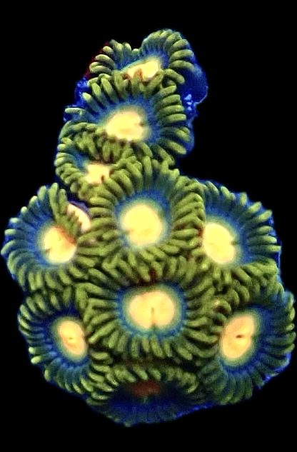 WYSIWYG Zoanthid Frag B5