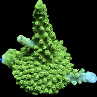WYSIWYG 21E Green Slimer Acropora Frag