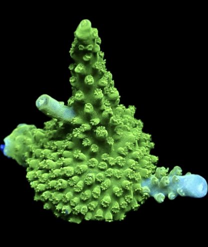 WYSIWYG 21E Green Slimer Acropora Frag