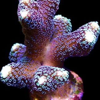 WYSIWYG 19J Purple Stylophora Milka Extra Large
