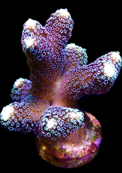 WYSIWYG 19J Purple Stylophora Milka Extra Large