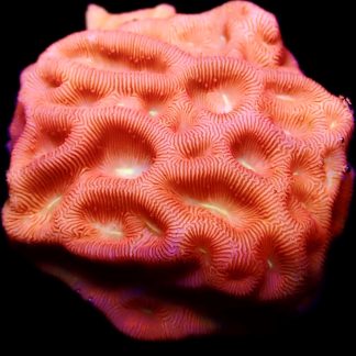 WYSIWYG 13E Jaffa Leptoseris Frag