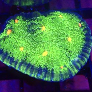 WYSIWYG M.O.C. Pumpkin Spiced Chalice Frag 2 Extra Large
