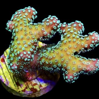 WYSIWYG 9i Rainbow Stylophora Frag Large