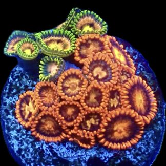WYSIWYG Zoanthid Frag B47