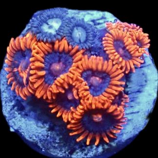 WYSIWYG Zoanthid Frag B50