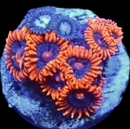 WYSIWYG Zoanthid Frag B50