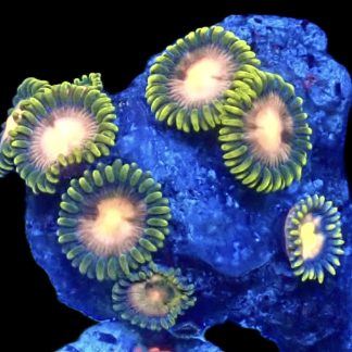 WYSIWYG Zoanthid Frag B57