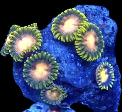 WYSIWYG Zoanthid Frag B57