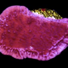 WYSIWYG 13A Purple Plating Montipora Frag