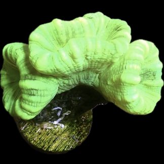 WYSIWYG 31G Neon Green Super Fluorescent Candy Cane