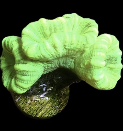 WYSIWYG 31G Neon Green Super Fluorescent Candy Cane