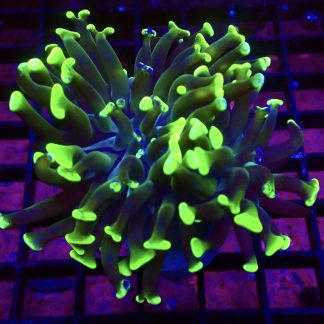 WYSIWYG 32A Branching Hammer