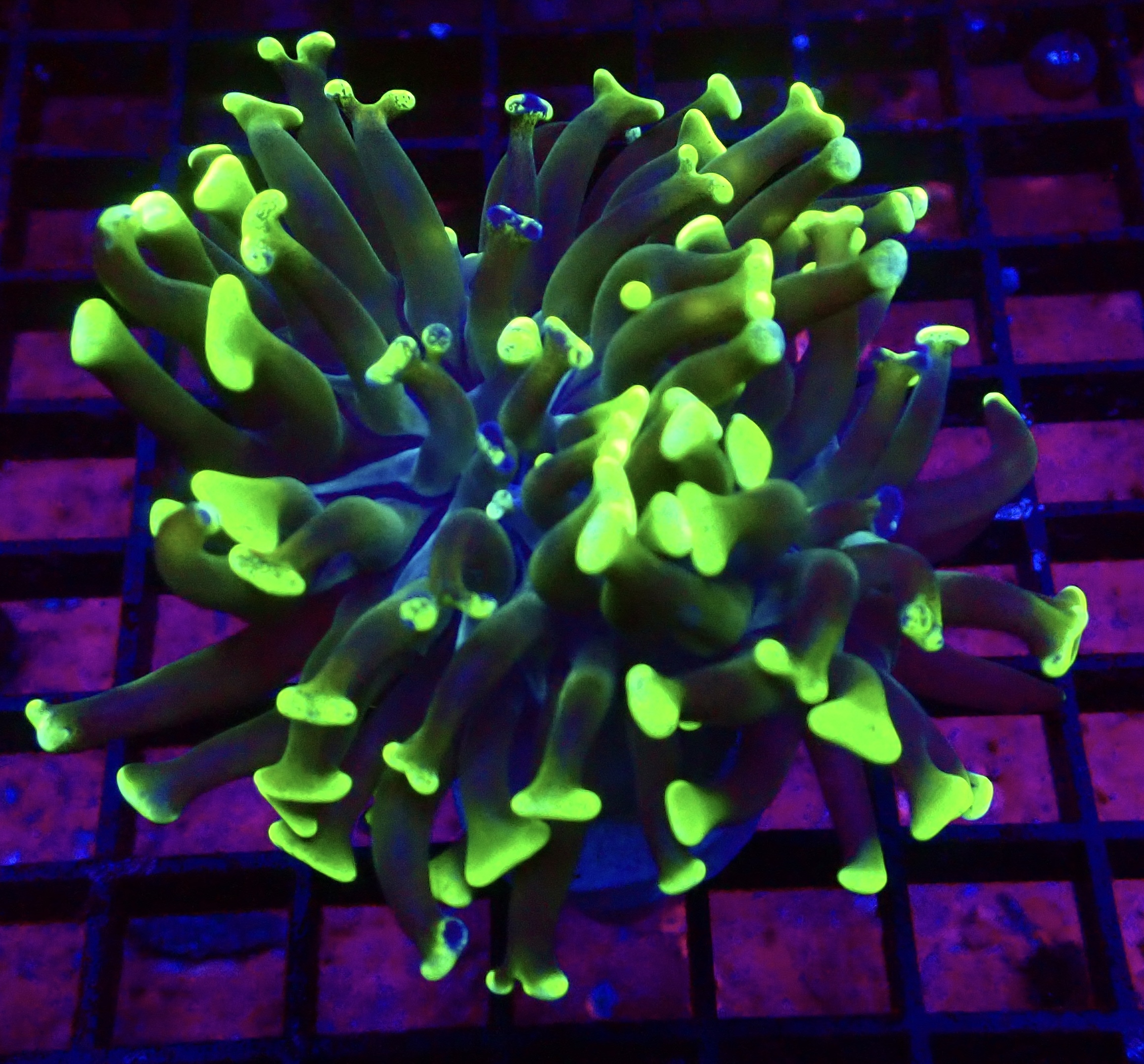 WYSIWYG 32A Branching Hammer