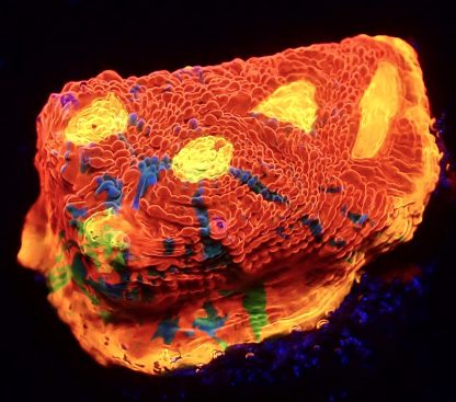WYSIWYG Master Grade Flaming Bugatti Rainbow Chalice 2 - Image 2