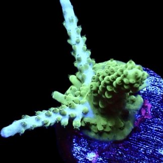 WYSIWYG 14G Turquoise And Blue Staghorn